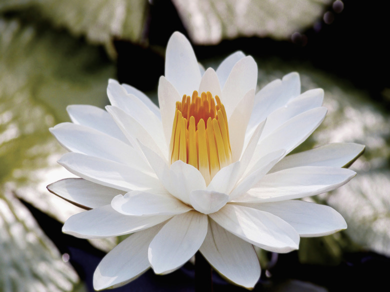 Close-up of Nymphaea, white water lily