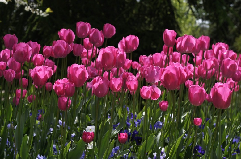 Pink tulips bloom in Rennes