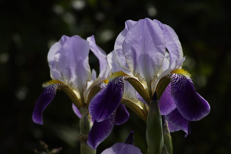 Two lovely purple and lavender bearded irises.