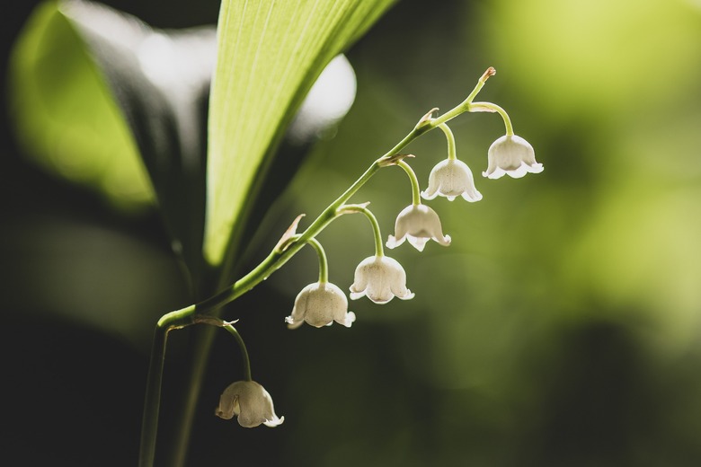 A few white Lilies of the Valley in bloom.