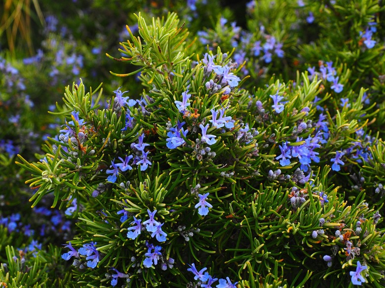 Light purple and blue rosemary flowers bloom all across the plant.