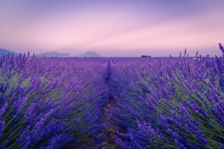 Long full rows of lush purple lavender fields stretch into the distance.
