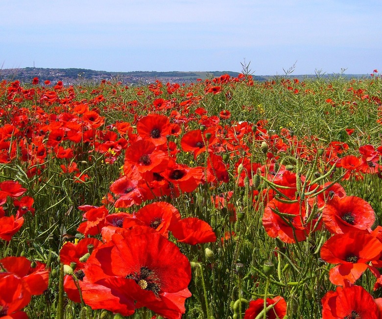 A field of beautiful red poppy flowers in bloom.