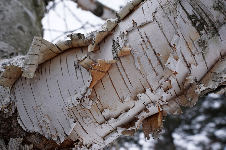 A close-up of the peeling white bark of a paper birch Betula papyrifera.