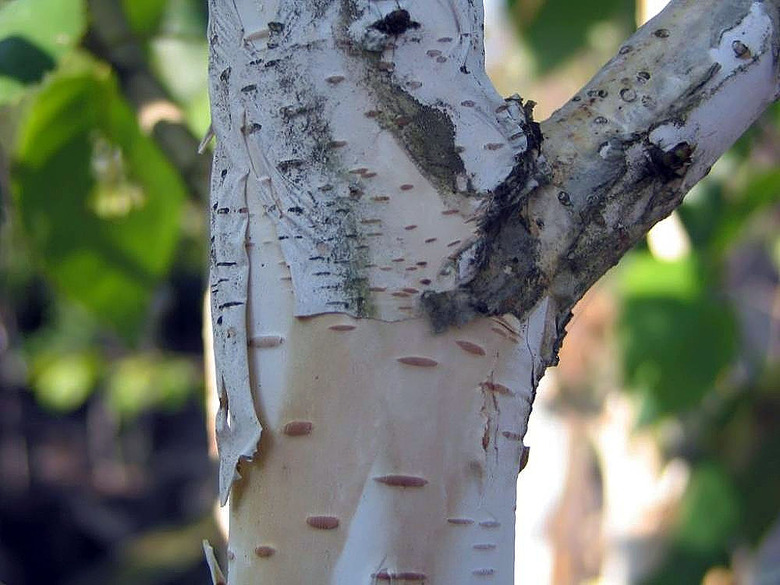 A close-up the peeling bark on a whitebarked Himalayan birch Betula utilis var. jacquemontii.