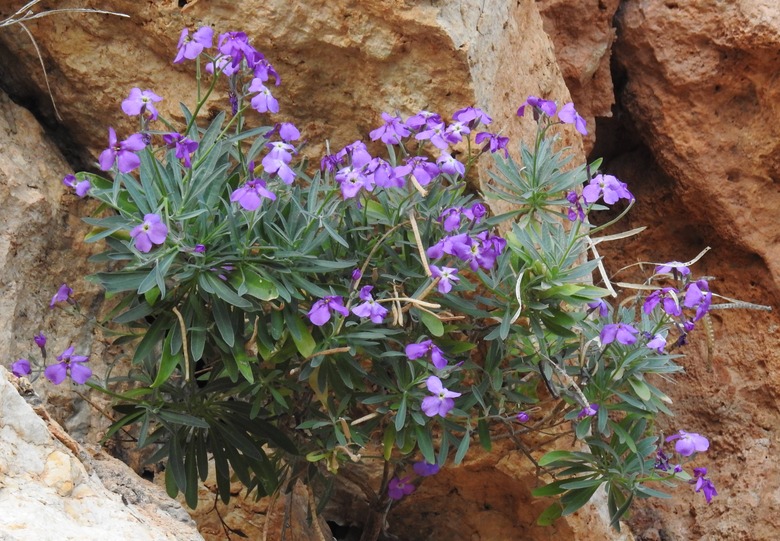 A lovely stock plant Matthiola incana growing along some rocks.