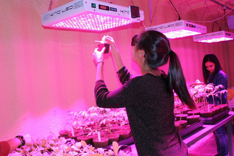 Scientists working in a climate-controlled growth chamber located in Vancouver