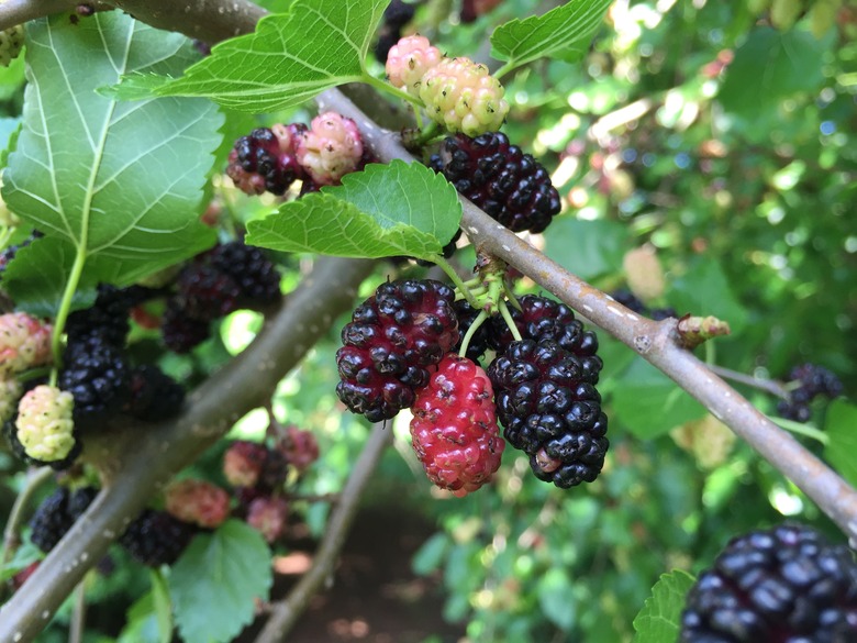 American mulberries Morus rubra of varying ripeness growing on the branch.