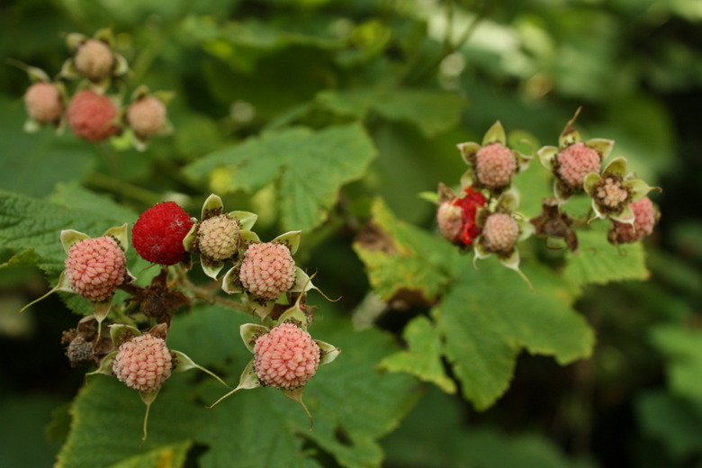 Red and light pink thimbleberries Rubus parviflorus growing on the vine.