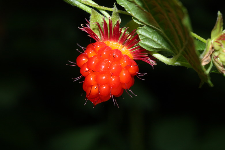 A bright orange-red salmonberry Rubus spectabilis growing on a vine against a dark background.