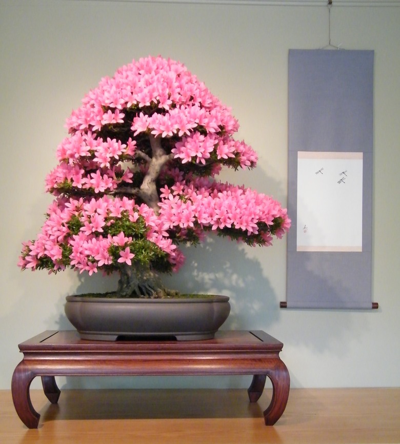 A Satsuki azalea Rhododendron indicum grown as a bonsai with pink flowers.