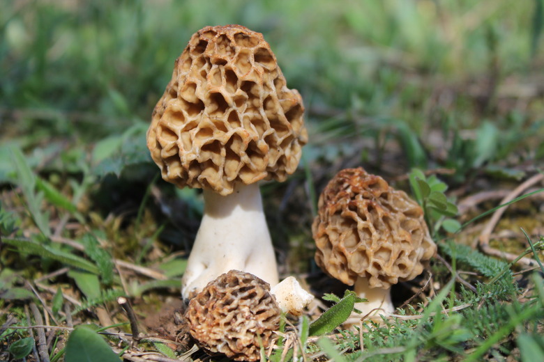 A few small morel mushrooms Morchella esculenta ready for harvesting.