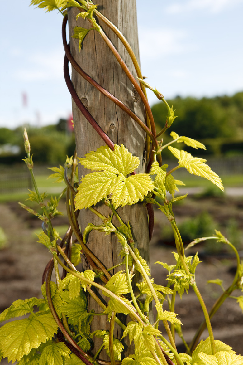 The vines of a golden hops plant Humulus lupulus curling around the pole of a trellis.