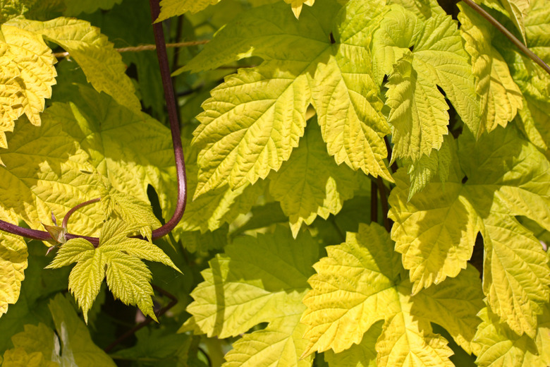 Hops Humulus lupulus leaves in a domestic garden.