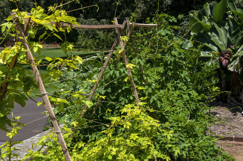 Golden hops Humulus lupulus growing along a trellis in a garden.
