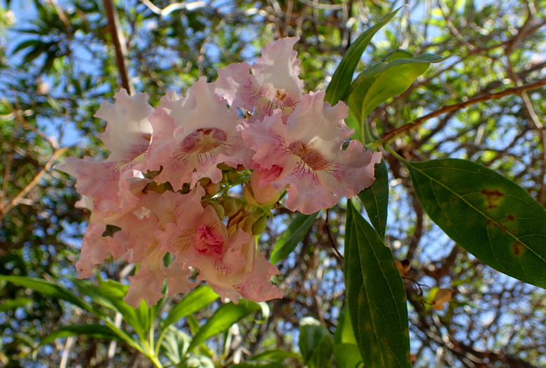 An upshot of some shaded pink flowers of a Pink Dawn chitalpa tree Chitalpa tashkentensis 'Pink Dawn'.