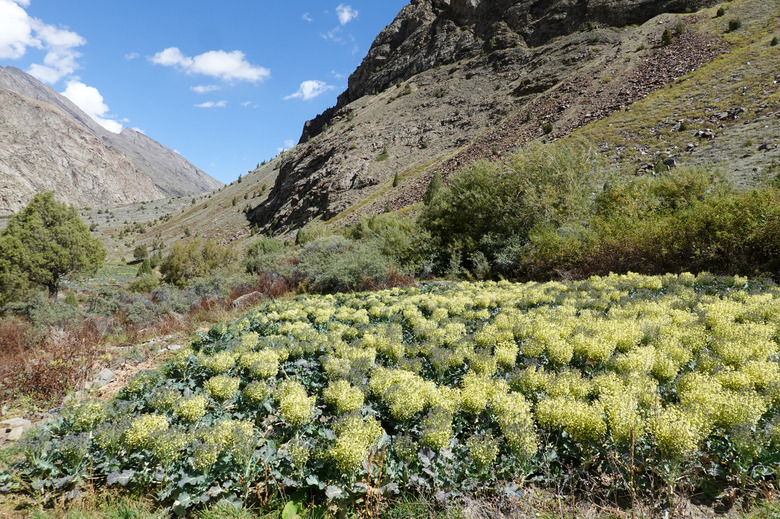 A field of broccoli in full bloom in Himachal