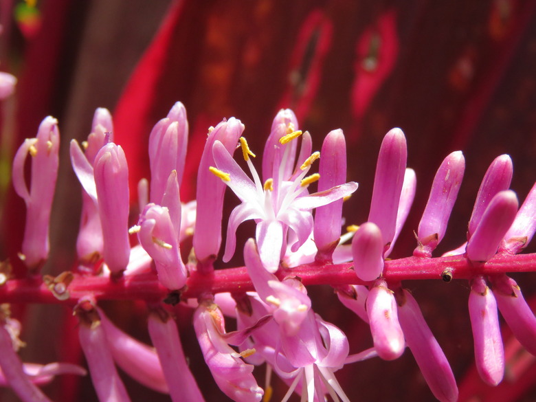 A close-up of some lovely pink