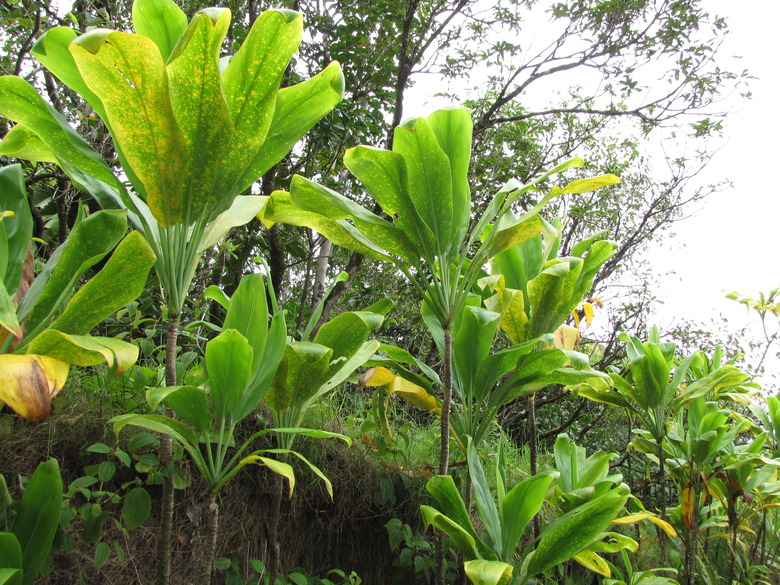 A handful of Ti plants Cordyline fruticosa growing along a hillside.