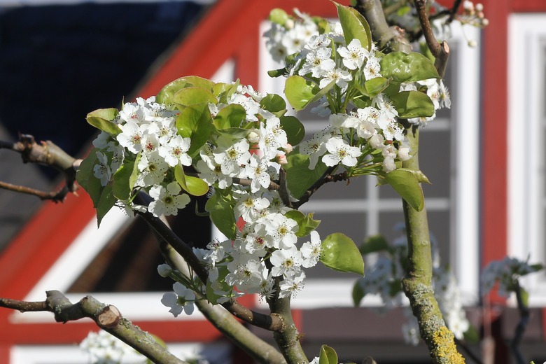 Cleveland Select pear tree Pyrus calleryana 'Chanticleer'