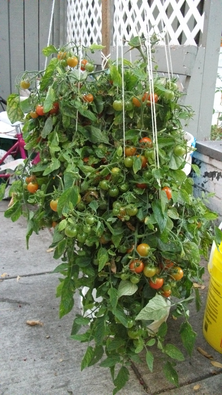 A trellis of Tumbling Tom tomatoes Solanum lycopersicum 'Tumbling Tom'.