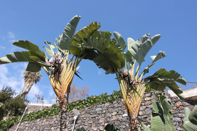 A feet towering white bird of paradise Strelitzia nicolai plants shot from an up angle.