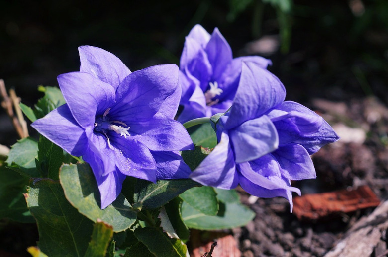 A few Astra Blue balloon flowers Platycodon grandiflorus 'Astra Blue' soaking up some sun.