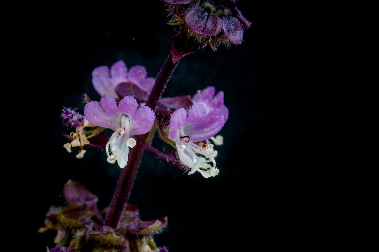 Purple and white Thai basil Ocimum basilicum var. thyrsiflora flowers set against a black background.