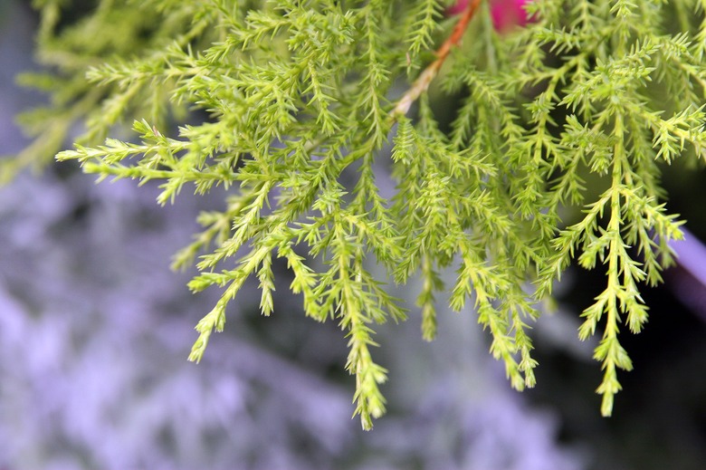 A close-up of a chartreuse foliage of a lemon cypress tree Hesperocyparis macrocarpa 'Goldcrest'.
