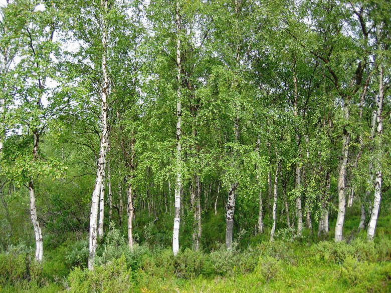 A group of European white birch trees Betula pendula growing in the Inari wilderness in Finland.