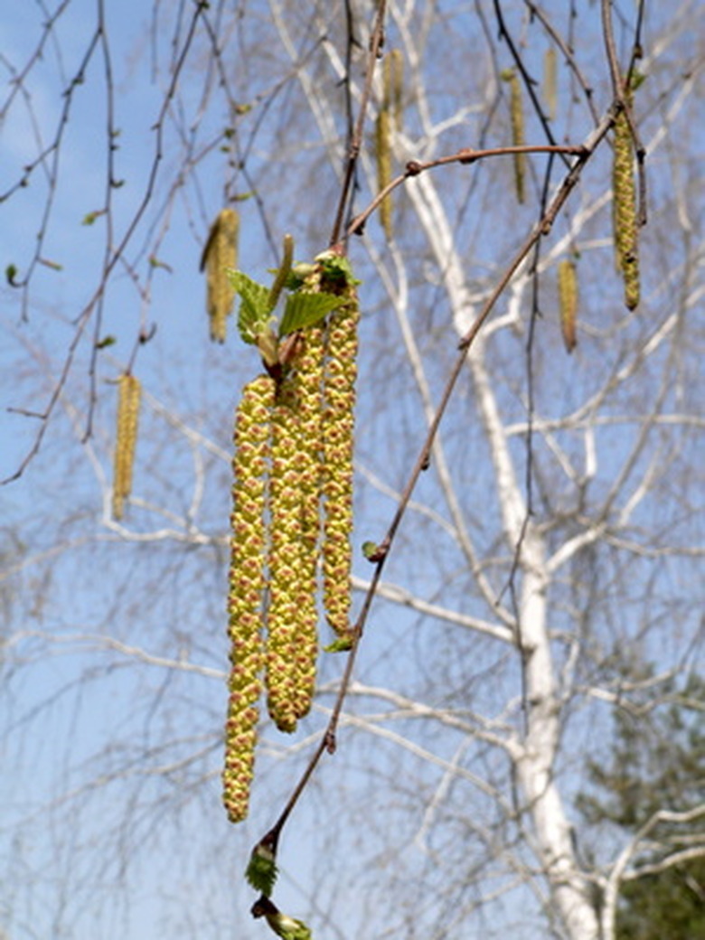 A handful of groups of catkins hanging from a white birch tree.