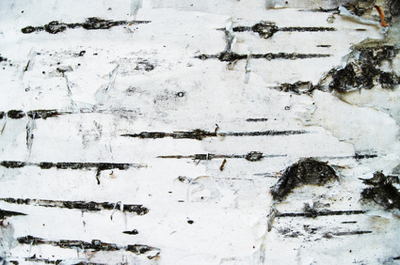 An extreme close-up of the bark of a white birch tree