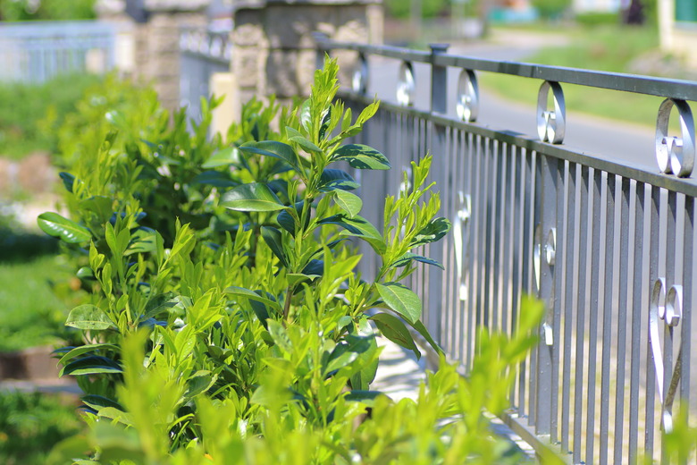 Laurel growing along a fence in a garden.