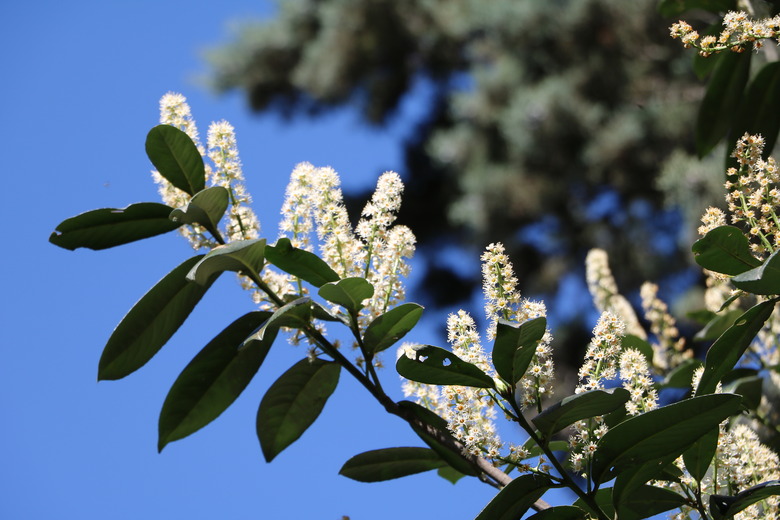 A cherry laurel Prunus laurocerasus with large white flowers under a blue sky in spring.