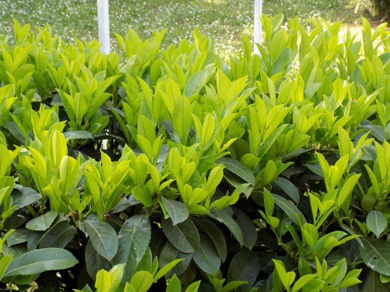 A close-up of a hedge made of cherry or common laurel Prunus laurocerasus in the springtime.