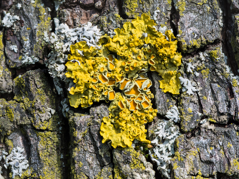 A close-up of common orange lichen Xanthoria parietina on the bark of a fruit tree.