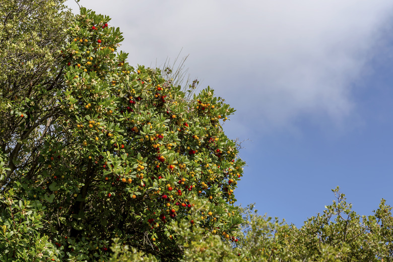 An upshot of a strawberry tree Arbutus unedo with a blue sky and some clouds as the background.