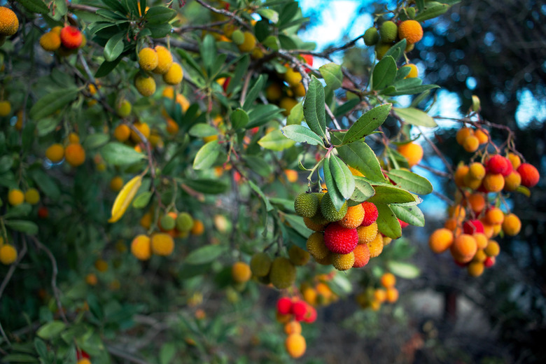 A close-up of a strawberry tree Arbutus unedo