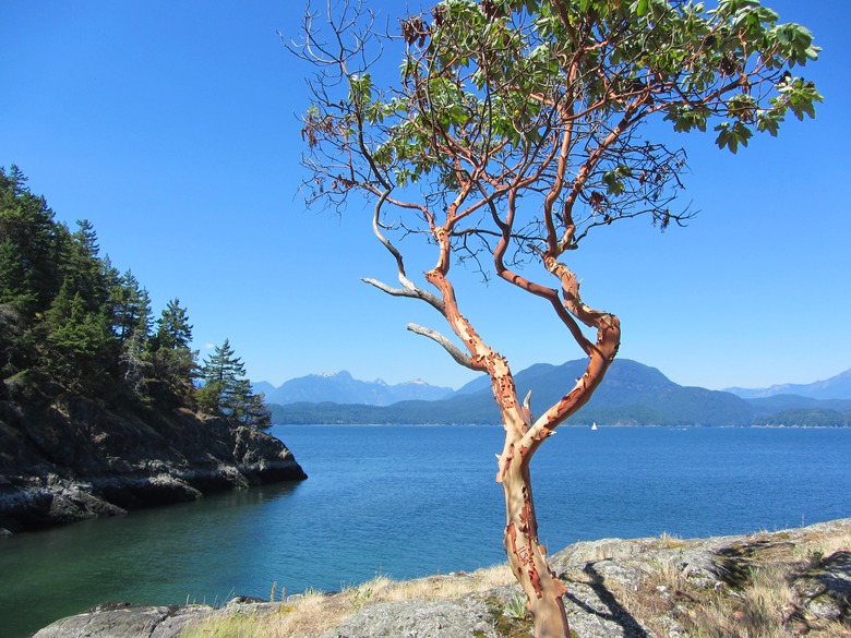 A Pacific madrone tree Arbutus menziesii near the edge of a cliff on Hutt Island in Vancouver