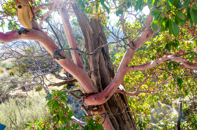 A Texas madrone tree Arbutus xalapensis at Guadalupe Mountains National Park in Texas.
