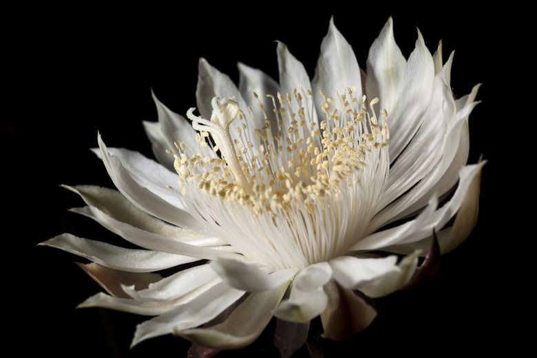 A radiant Arizona queen of the night Peniocereus greggii flower in full bloom.