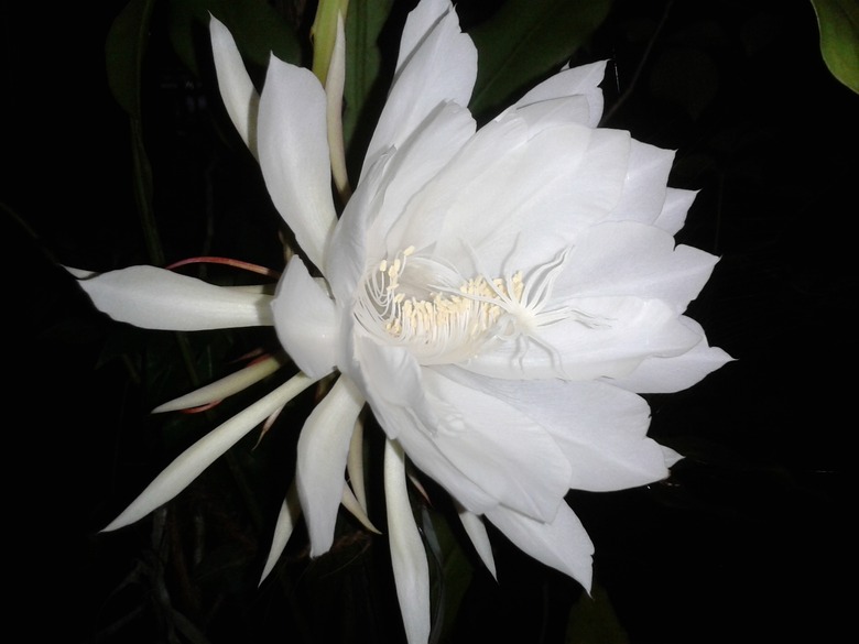 A lovely white orchid cactus Epiphyllum oxypetalum flower in bloom at night.