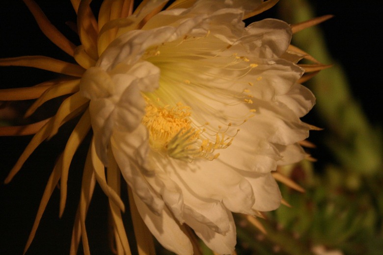 A close-up of a queen of the night Selenicereus grandiflorus flower in full bloom.