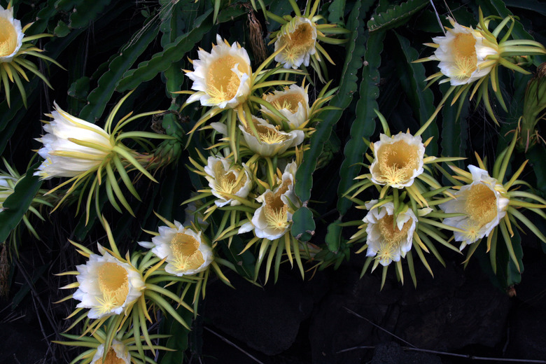 A handful of cute yellow and white dragon fruit Selenicereus undatus flowers in bloom.