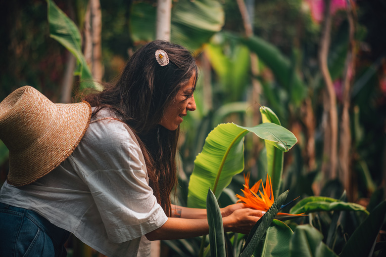 A young woman in a plant nursery bending down to touch a bird of paradise plant.