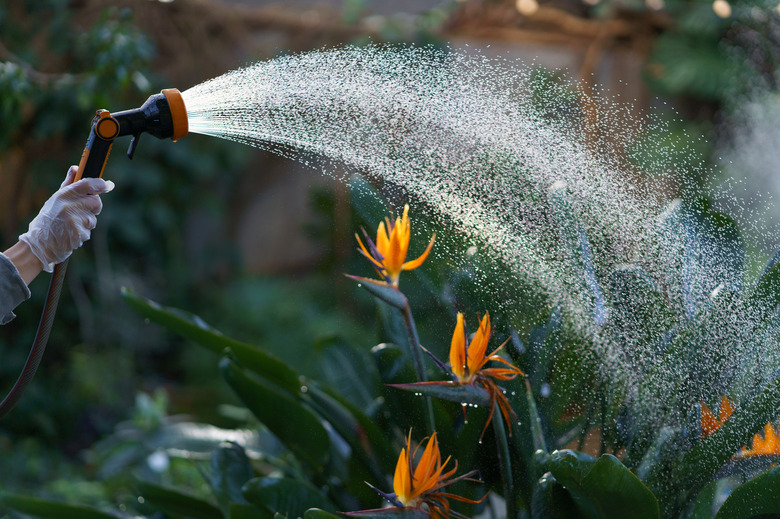 A gardener watering blossoming bird of paradise Strelitzia reginae plants.