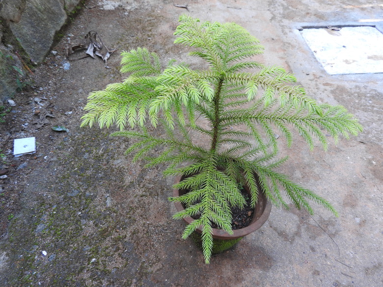 A top-down shot of a Norfolk Island pine Araucaria heterophylla growing in a pot.