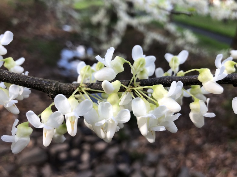 A close-up of a branch of a white-flowering eastern redbud Cercis canadensis var. alba branch with white flowers.
