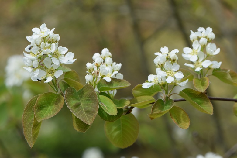 Saskatoon serviceberry Amelanchier alnifolia