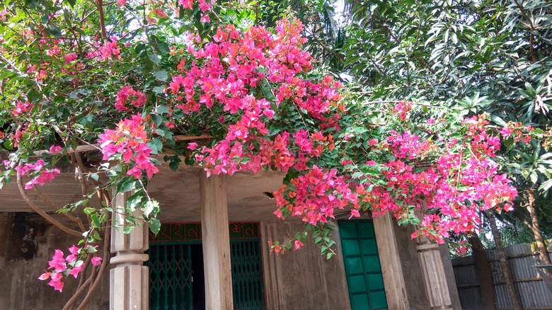 Lesser bougainvillea Bougainvillea glabra growing along the top of a home.